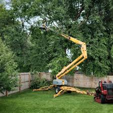 Best Tree Removal Service  in Arroyo Seco, NM