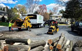 Best Tree Health Inspection  in Arroyo Seco, NM