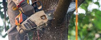 How Our Tree Care Process Works  in  Arroyo Seco, NM