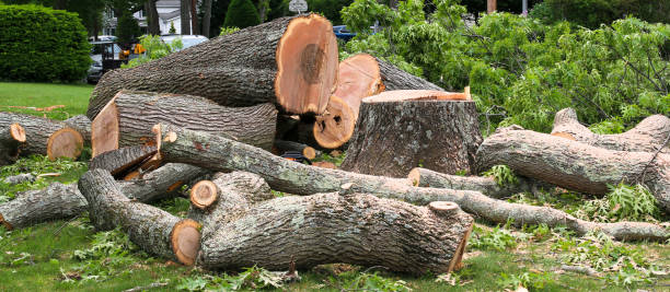 Best Arborist Consultation Services  in Arroyo Seco, NM