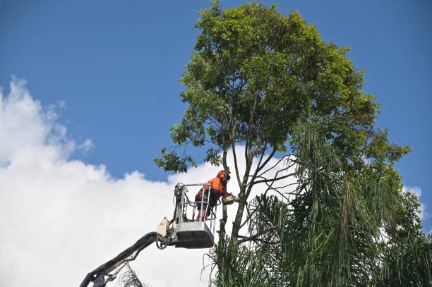 Best Tree Mulching  in Arroyo Seco, NM