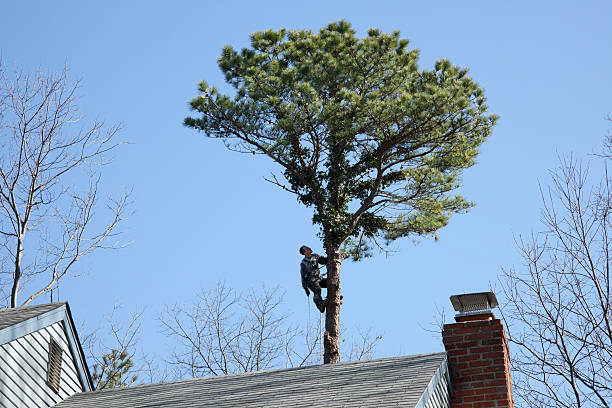 Best Palm Tree Trimming  in Arroyo Seco, NM