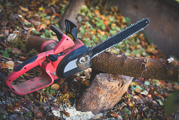 Best Stump Grinding and Removal  in Arroyo Seco, NM